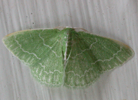 Southern Emerald
